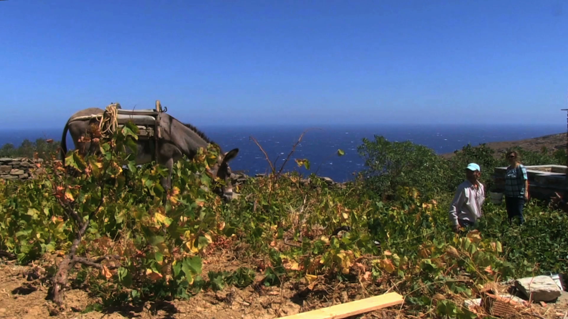 Traditional wine making in Andros